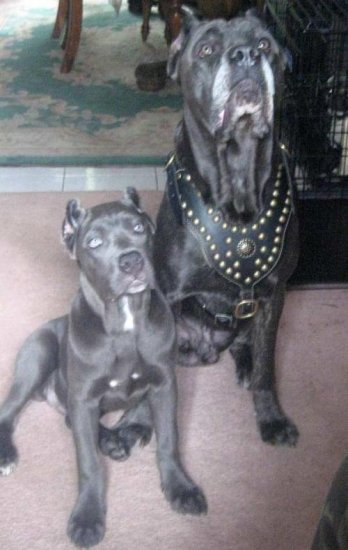 Royal discount cane corso