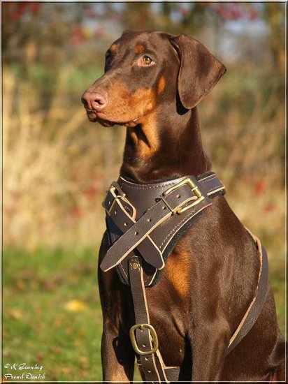 Doberman store dog belt