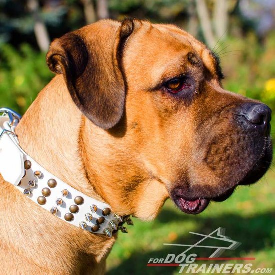 Cane clearance corso gear