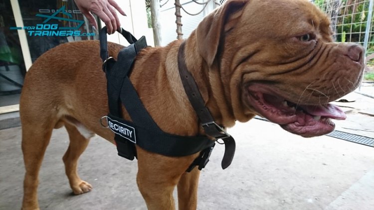 Dogue store dog harness