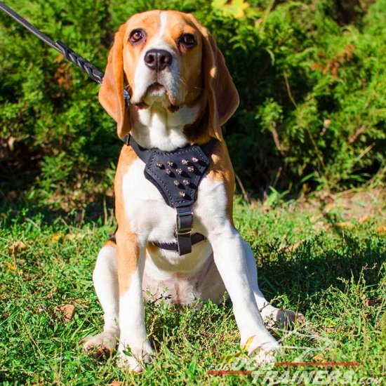 Beagle harness sale