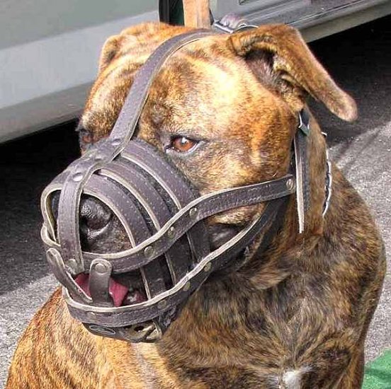 large breed dog muzzle