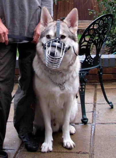 wolf dog muzzle