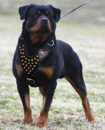 chain dog harness