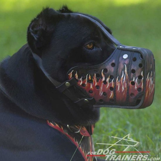 dog muzzle for cane corso