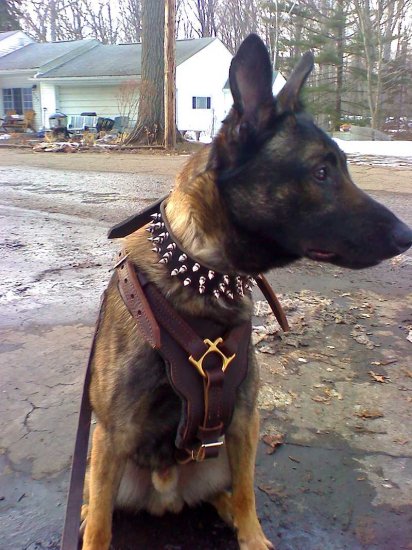 leather spiked dog collars