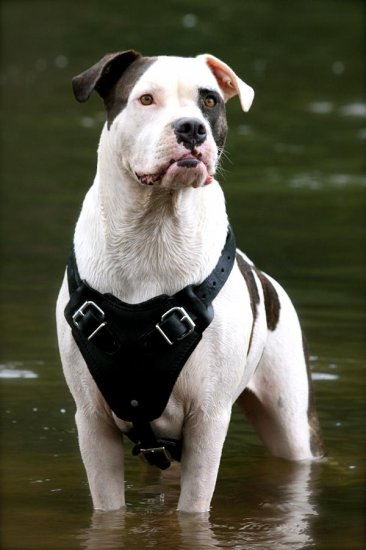 American bulldog harness best sale