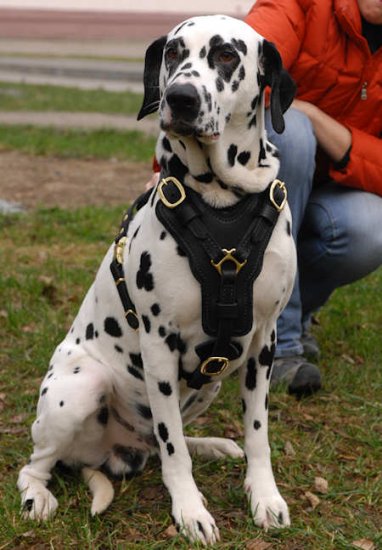 chain dog harness