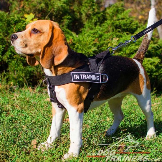 Beagle pulling on leash sale