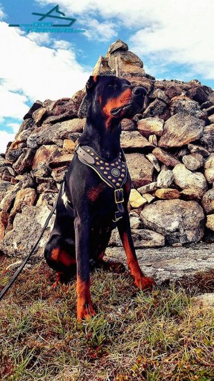 Doberman shop prong collar