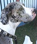 Shorthaired Pointer Leather Dog Collar