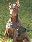 doberman dog harness