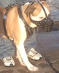 Pit Bull dog muzzle