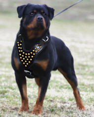 Best leash shop for rottweiler