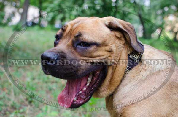 Cane Corso walking Dog Collar