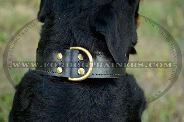 Brass hardware on dog collar