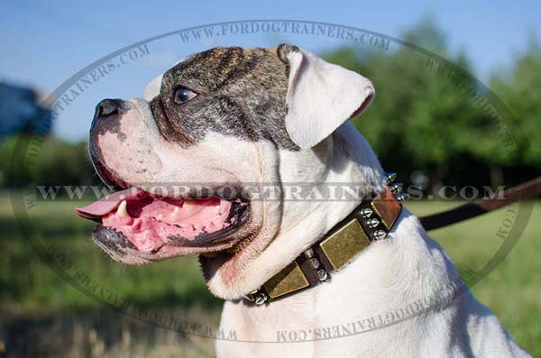 Designer Leather American Bulldog Collar