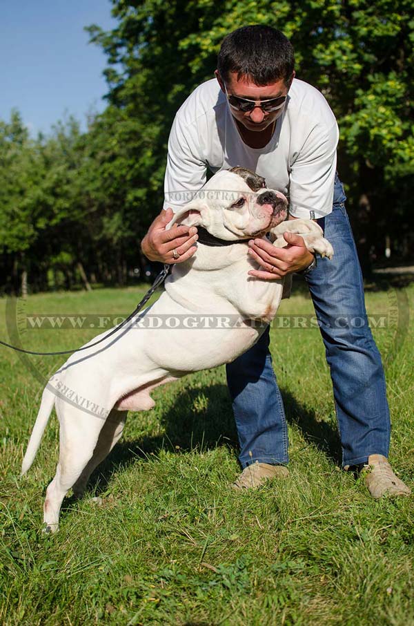 Protection dog collar for American Bulldog
