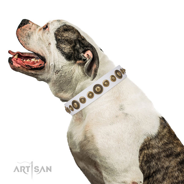 American Bulldog convenient full grain leather dog collar with adornments