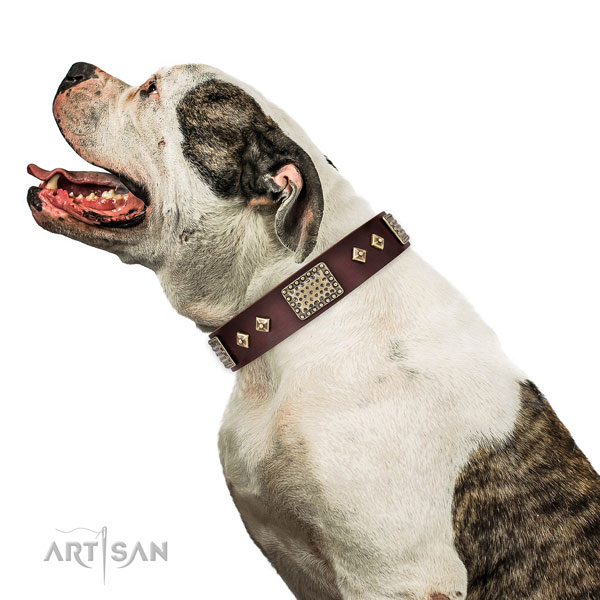 American Bulldog comfortable wearing dog collar of fashionable leather