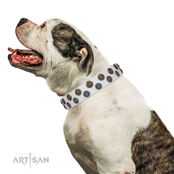 American Bulldog easy wearing full grain leather dog collar with adornments
