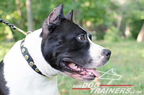 Walking Leather Amstaff Collar