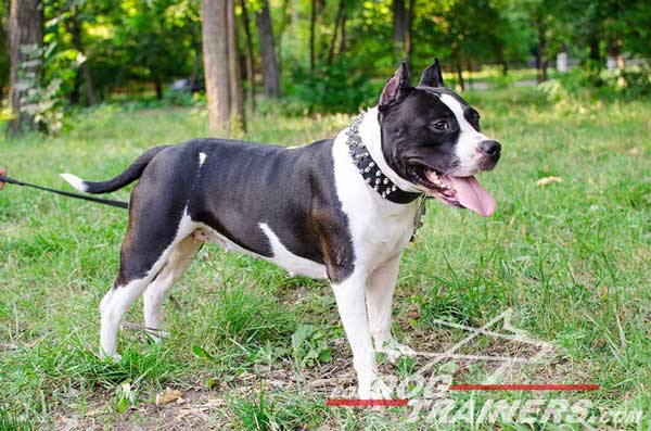 Leather Amstaff Collar for handling 