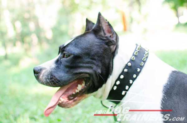 Leather Spiked Amstaff Collar Nickel Decorated