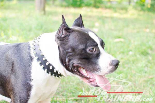 Leather Spiked Amstaff Collar Walking Dog Gear