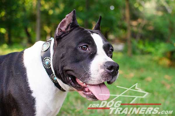 Decorated Leather Amstaff Collar