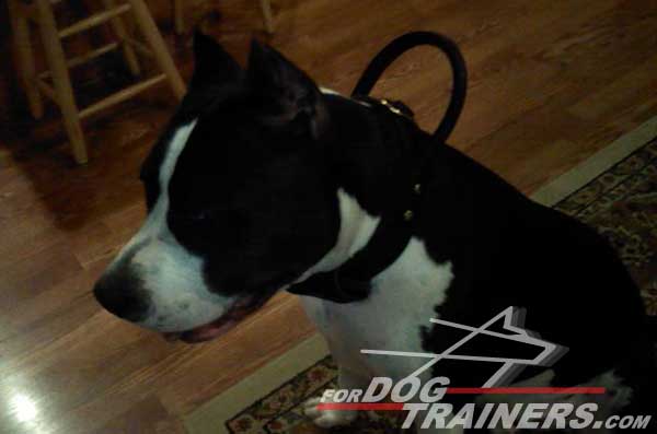 Training Amstaff Collar