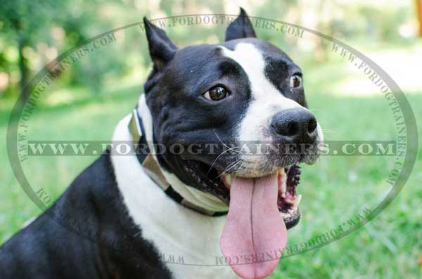 Amstaff Nylon Collar with Cool decorations