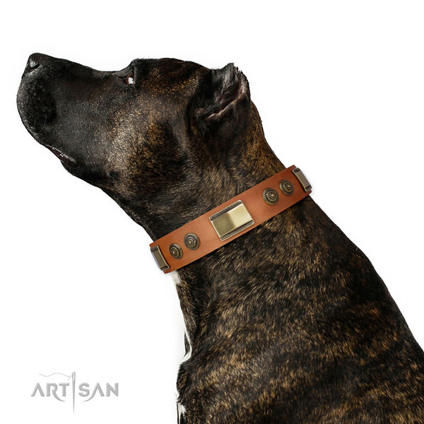 Amstaff comfy wearing dog collar of designer natural leather