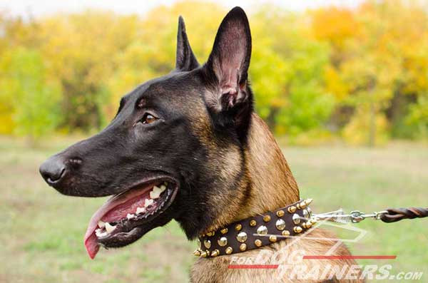 Exclusive Leather Belgian Malinois Collar 