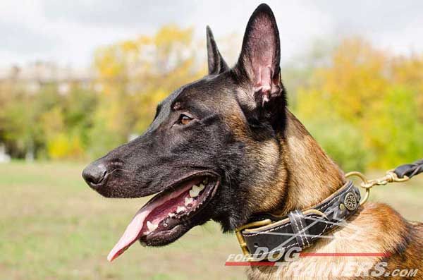 Nappa Padded Leather Belgian Malinois Collar 