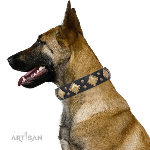 Belgian Malinois extraordinary full grain natural leather dog collar with embellishments
