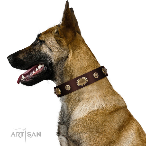 Belgian Malinois everyday walking dog collar of exceptional quality natural leather