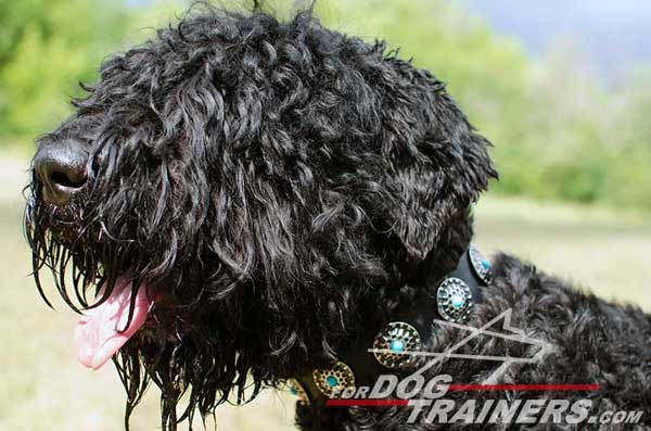 Walking Leather Black Russian Terrier Collar