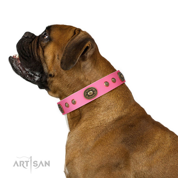Boxer walking dog collar of stylish natural leather