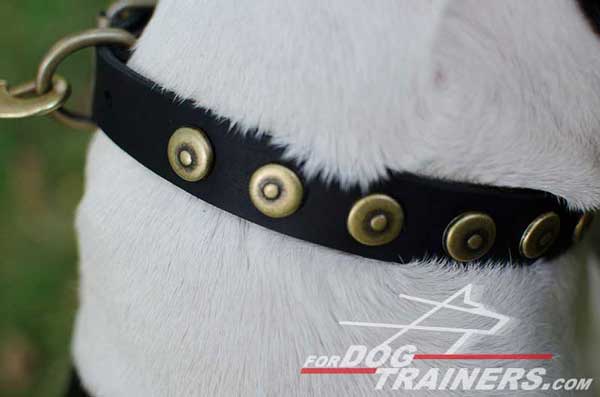 Brass Circles on Designer Leather Dog Collar