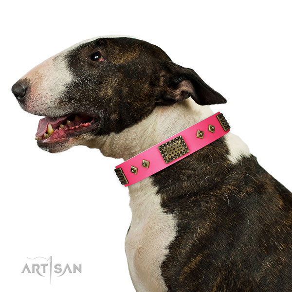 Bull Terrier comfortable wearing dog collar of exceptional quality natural leather