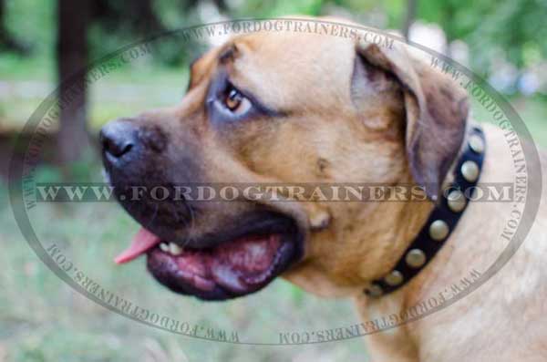 Genuine Leather Cane Corso Collar with circles