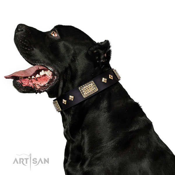 Cane Corso comfy wearing dog collar of best quality natural leather