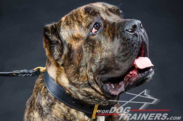 Dog Collar for Agitation Training of Cane Corso