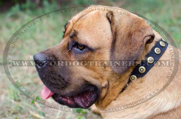 Pure Leather Dog Collar with Shiny Circles for Cane Corso 