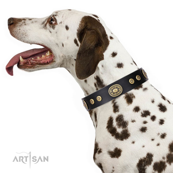 Dalmatian perfect fit genuine leather dog collar with decorations
