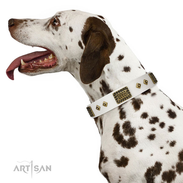 Dalmatian walking dog collar of soft leather