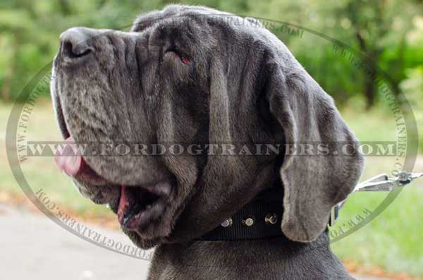 Daily Mastino Napoletano Collar