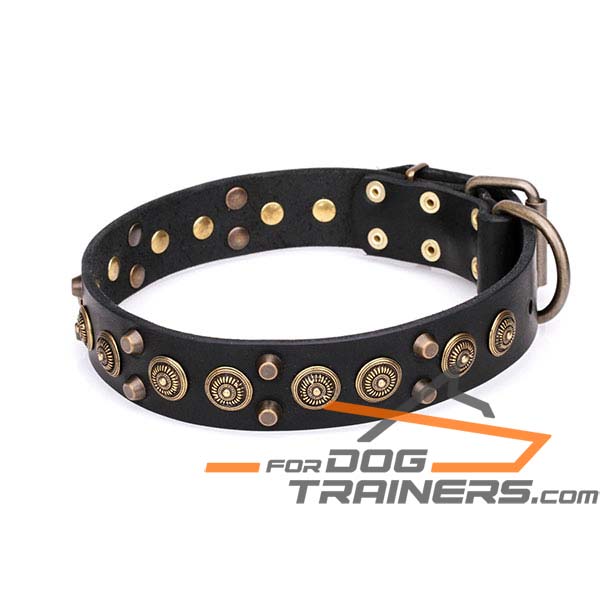 Designer Leather Dog Collar with Brass Studs