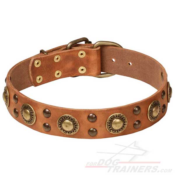 Easy Walking Studded Leather Dog Collar